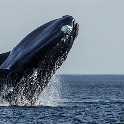 Las Ballenas de Puerto Madryn