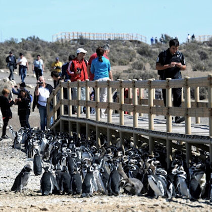 Los pinguinos de Punta Tombo