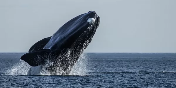 Las Ballenas de Puerto Madryn