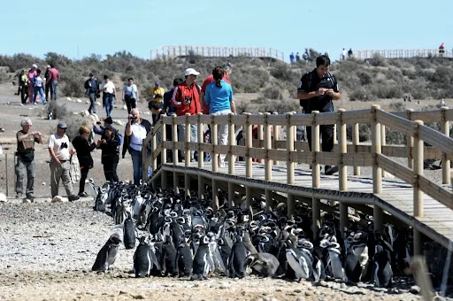 Los pinguinos de Punta Tombo